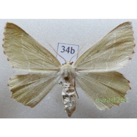 Thalera fimbrialis (Scopoli, 1763) Czech34b